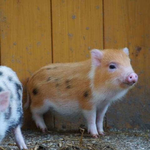 Mikroschwein, Teacup-Schweine, echte Mini-Schweine