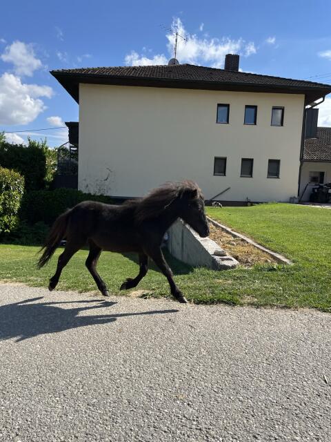 Liebevolle Ponystute abzugeben