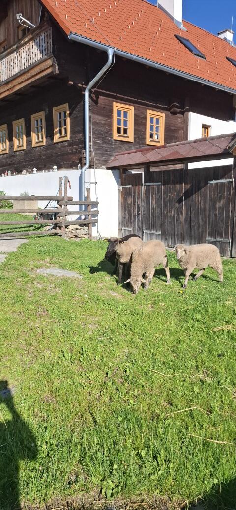 Schafe, Mischlinge
