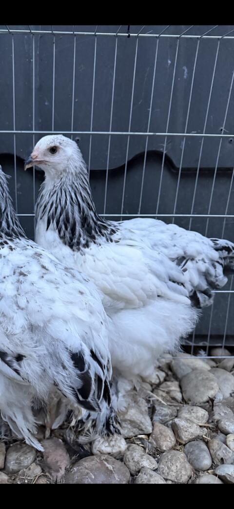 Brahma