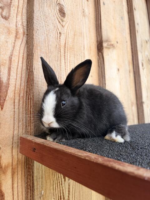 Zwergkaninchen mit Jungtieren