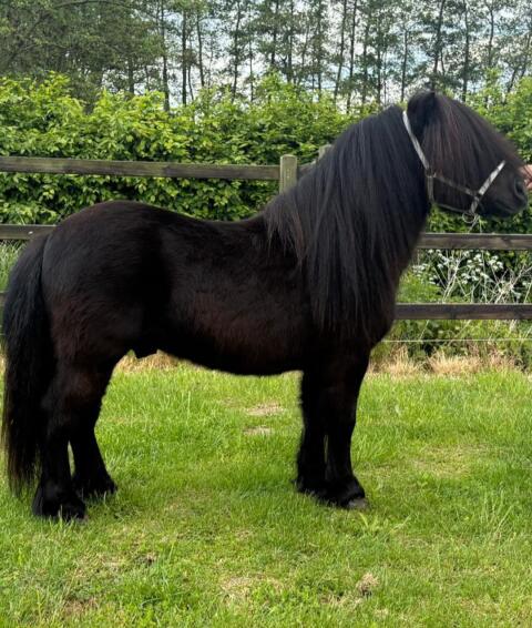 Orig. Shetlandponys, Stuten, Wallache, Hengste
