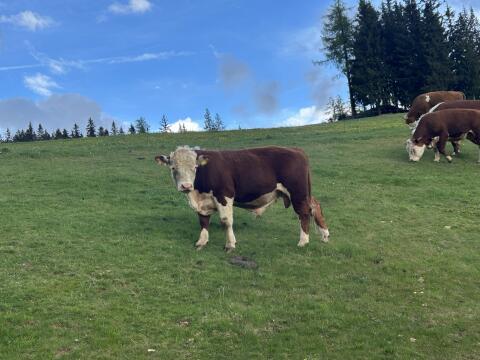 Verkaufe Stier