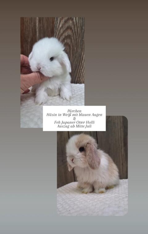 Zutrauliche Mini Lop Babys