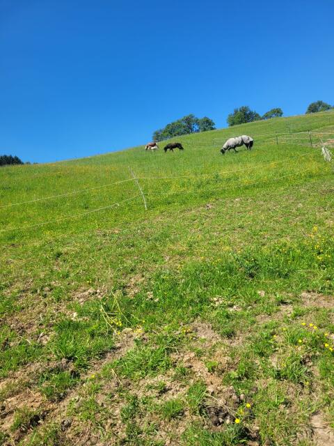 Wiese oder Stall zur Pacht oder Miete gesucht