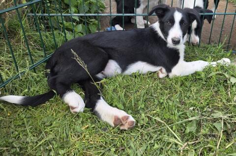 Reinrassige Border Collie Welpen, auszugsbereit