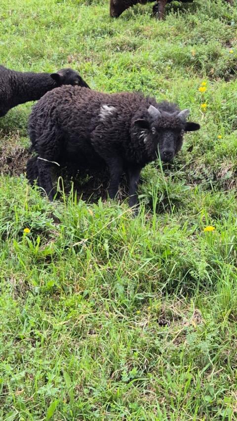 Ouessant, Quessant, Zwergschaf