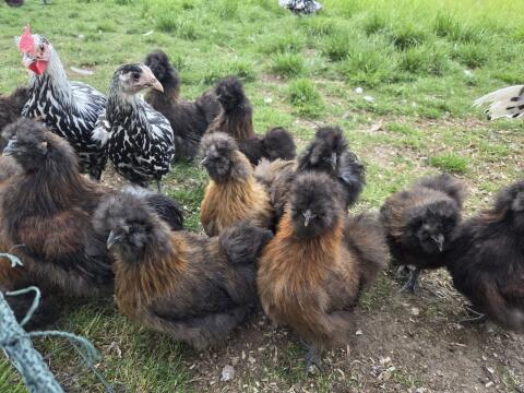 Zwerg-Seidenhühner wildfarbig mit Bart