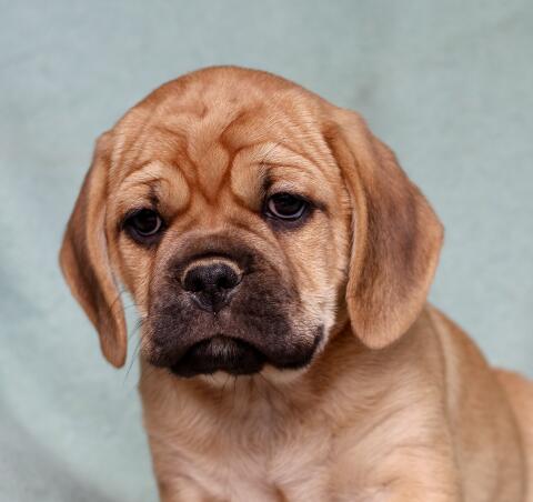 Der perfekte kleine Familienhund