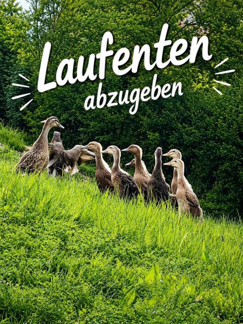Laufenten