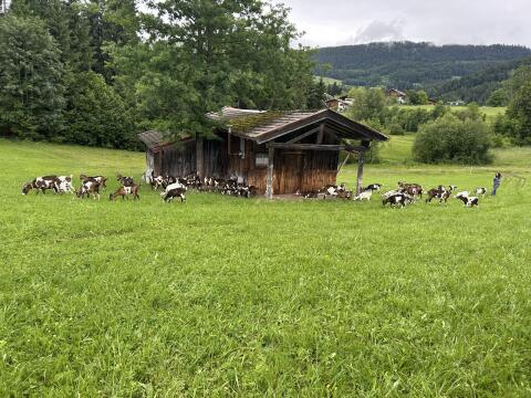 TS-Ziegen, nicht HB