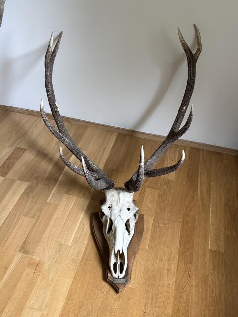 Historische Rothirsch-Trophäe aus Ungarn, 1961, ca. 127 cm