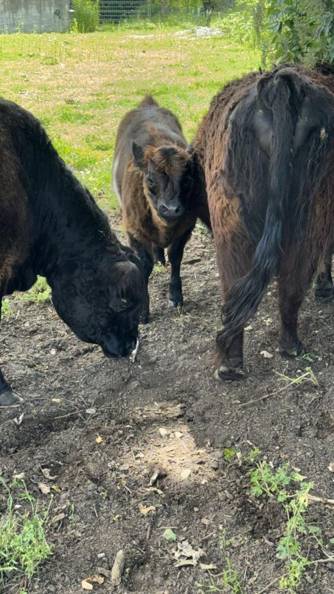 Mini-Galloway Kuhkalb