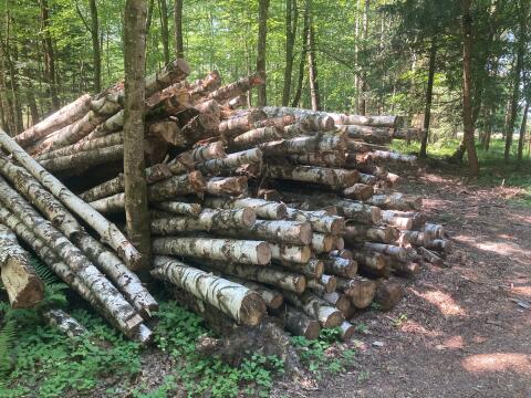 Verkaufe Holz