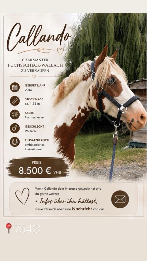 Charmanter Fuchsscheck-Wallach zu verkaufen