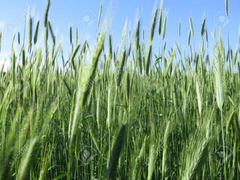 BIO Roggen ab Feld 2026