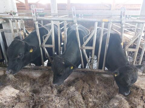 Wagyu-Angus-Stier