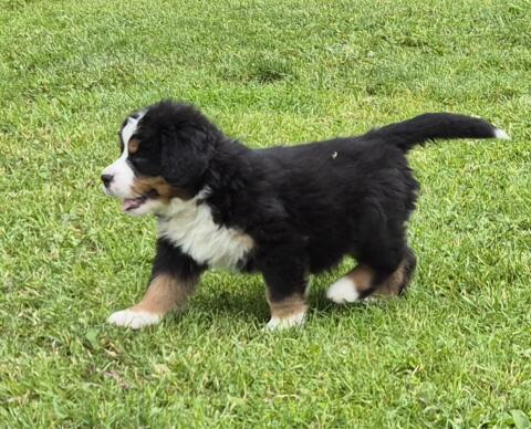 Berner Sennenhunde Welpen