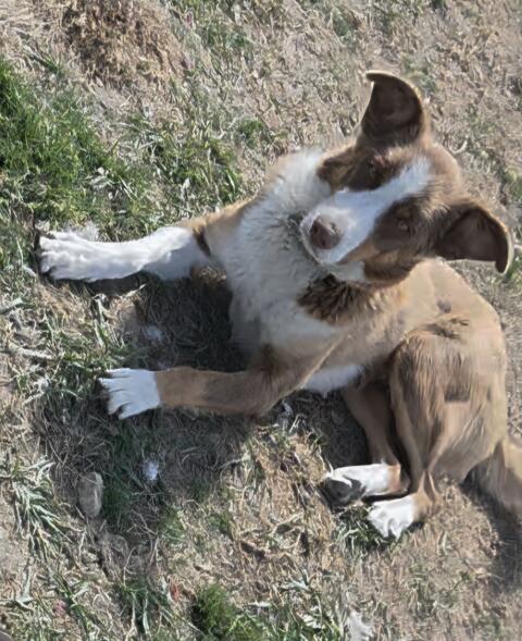 Border Collie Hündin