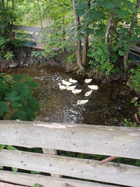 Junge Pekingenten