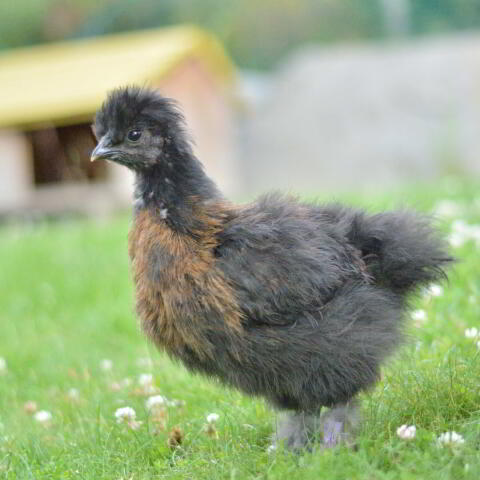 Zwerg-Seidenhuhn-Hahn abzugeben
