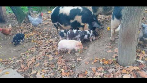 KuneKune-Schweine