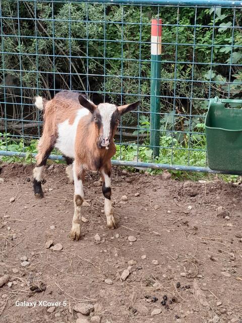 Tauernschecke Kitz Bock (5 Monate alt)
