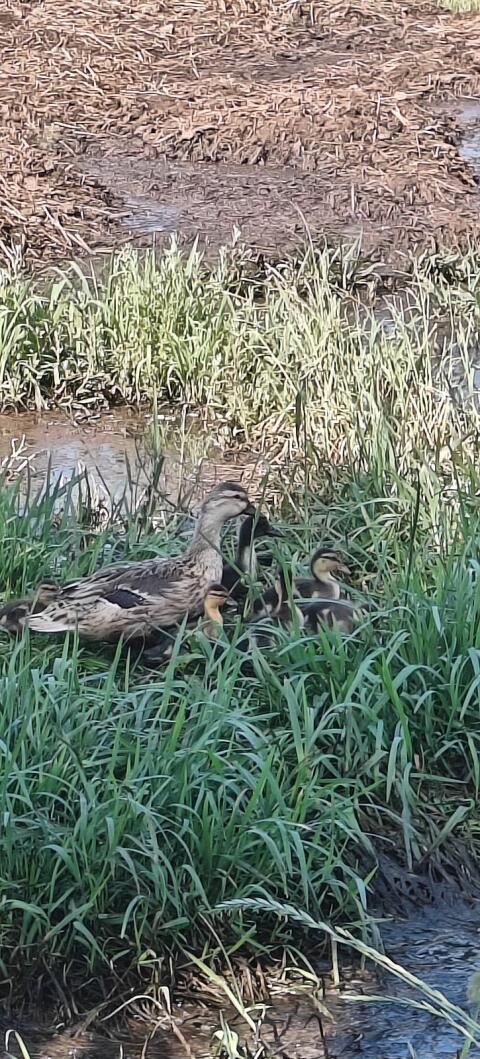 Zwergstockente