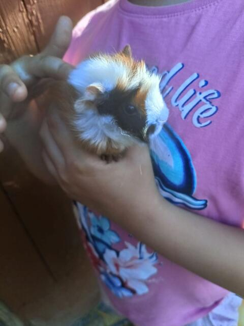 Meerschweinchen