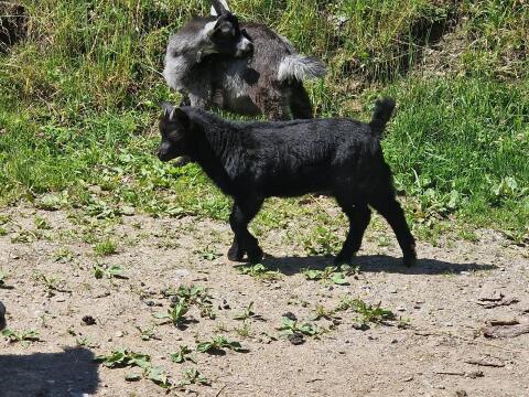 Schwarzes Blobe Kitz