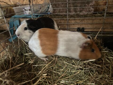 Meerschweinchen-Männchen