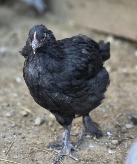 Marans