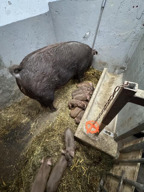Duroc