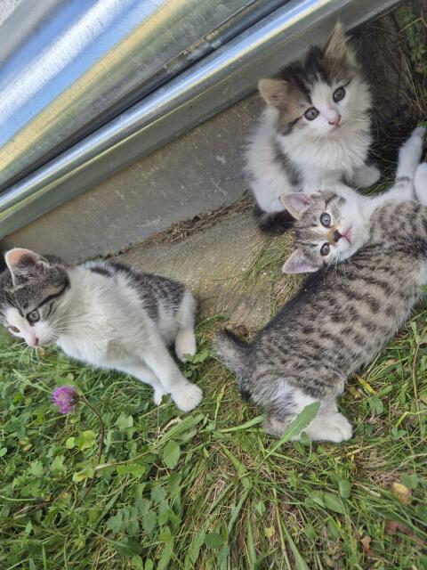Babykatzen