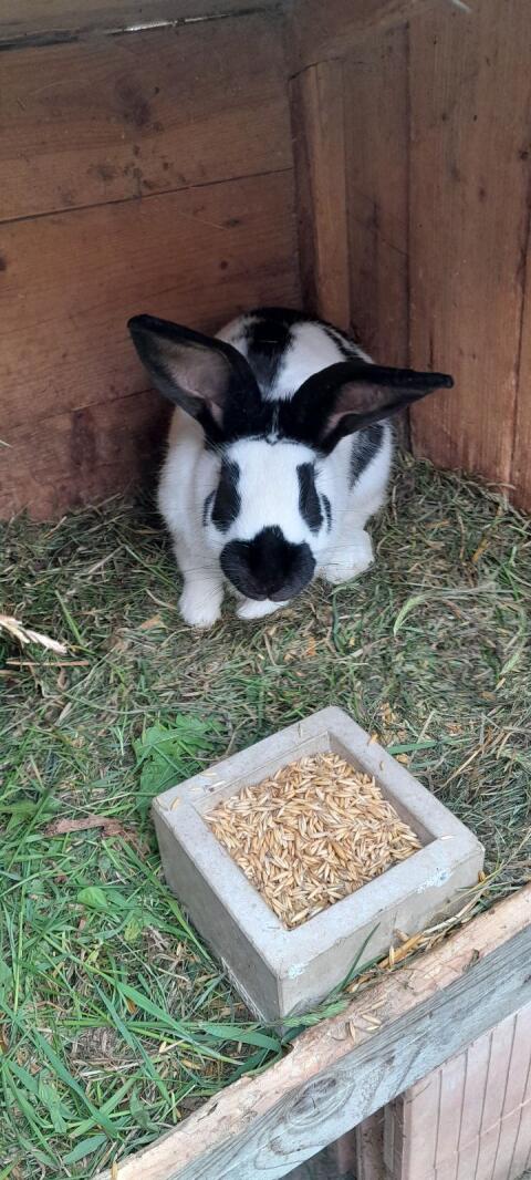 Hasen