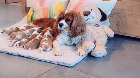 Cavalier King Charles Spaniel