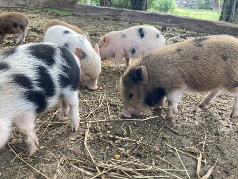 Microschweine