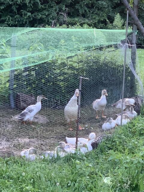 Enten und Erpel