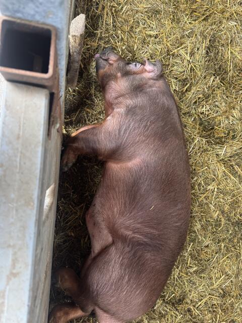 Duroc Bär