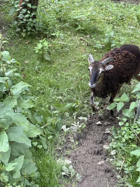 Soay-Schafe