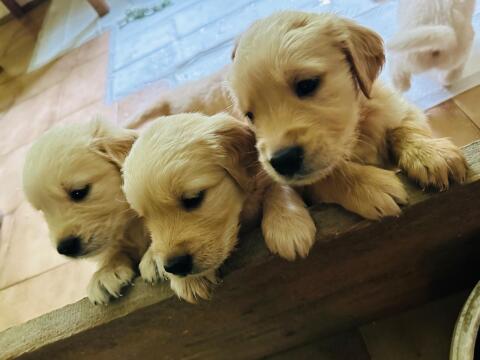 Golden Retriever Welpen