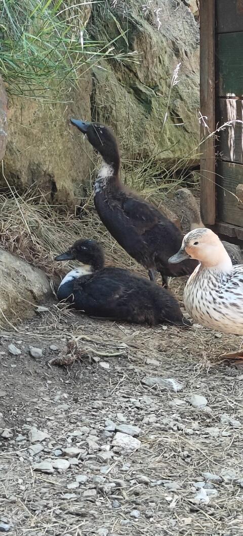 Ente
