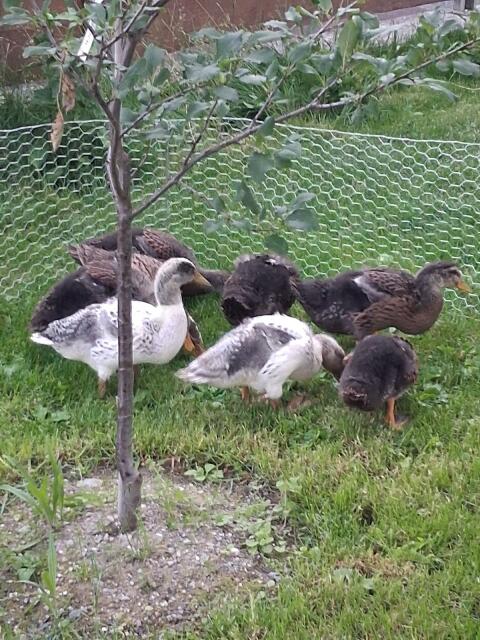 Enten