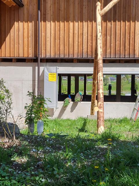 Pfauenpaar sucht neues Zuhause