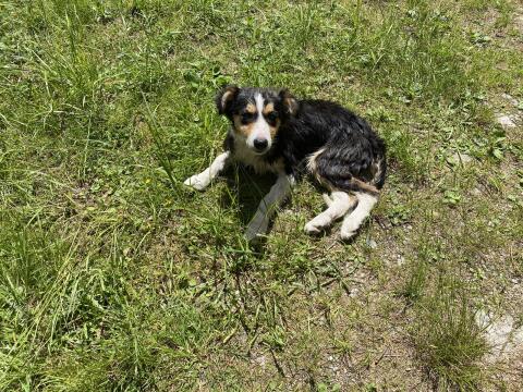 Border Collie