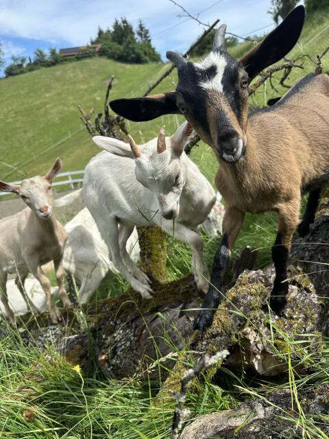 Ziegen