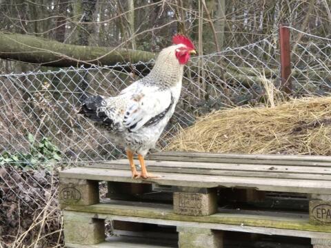 Hähne aus Naturbrut