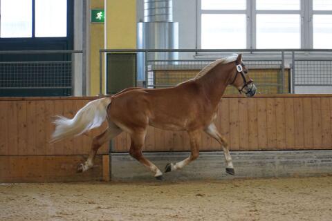 Almwind, Haflinger Hengst