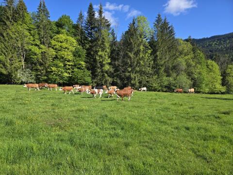 Milchviehbetrieb mit AMS im Chiemgau sucht Mitarbeiter.