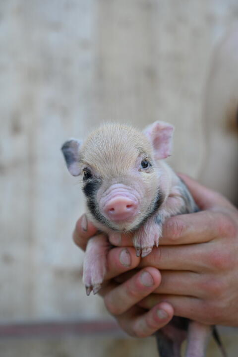 Teacupschweine zu verkaufen